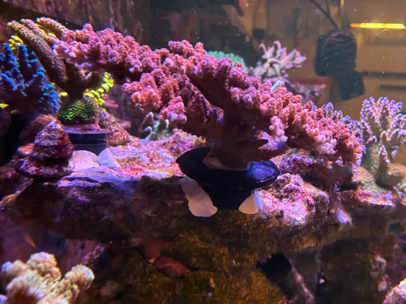 locking coral frag plugs