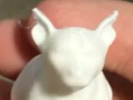 Chiweenie Dog