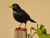 Blackbird - A1 mini