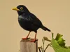 Blackbird - P1S