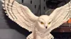 The rest of the owl
