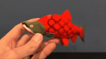 Modelo para impresión 3D: Articulated Sockeye Salmon (2 forms!) — vista de referencia 4