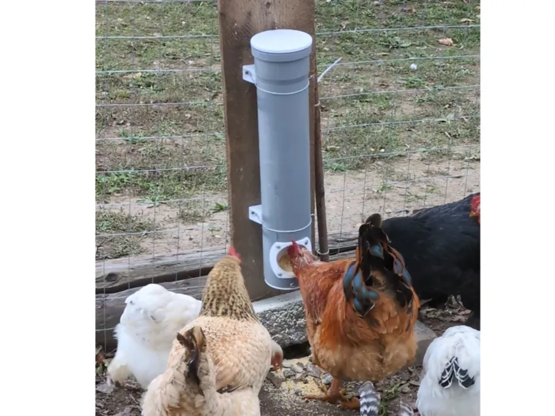 Chicken Feeder