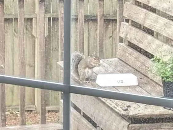 Squirrel Food Bowl
