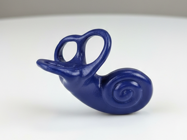 三半規管モデル（教育用 3Dモデル）