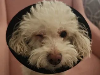 Dog Cone of Shame for A1 mini