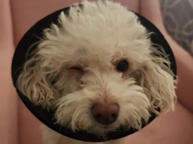 Dog Cone of Shame for A1 mini