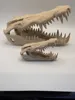 Small skull approximately 10x 4.5 cm
