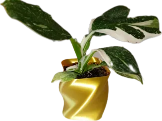 Modern Spiral Vase – Fast Vase Mode Print