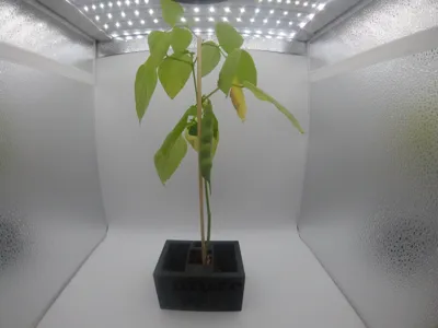 Smart Pot