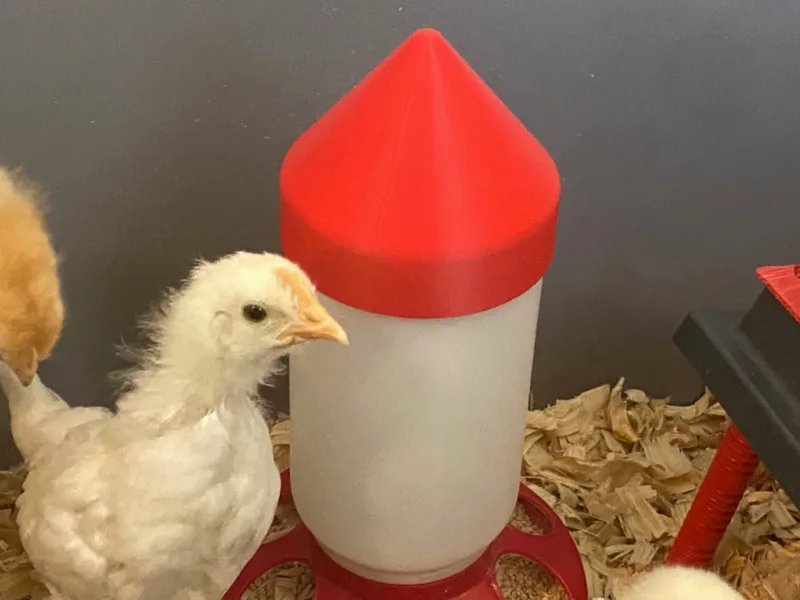 Chick Feeder/Waterer Anti Roost Cap