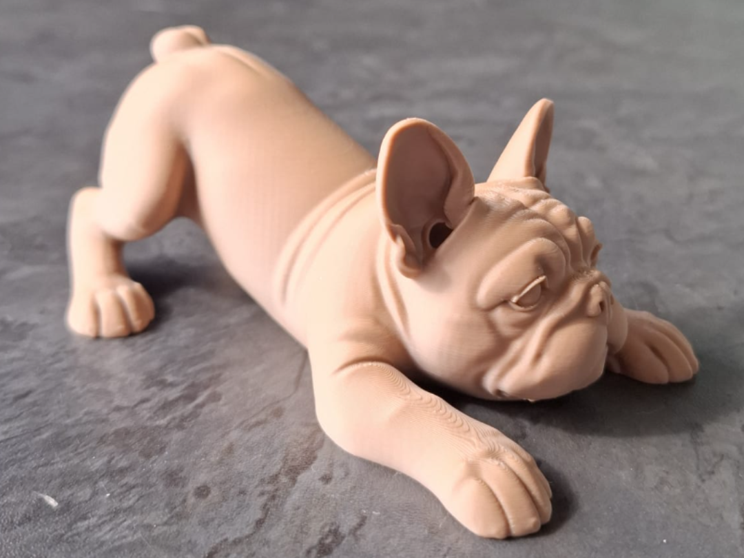 Playful French Bulldog Puppy