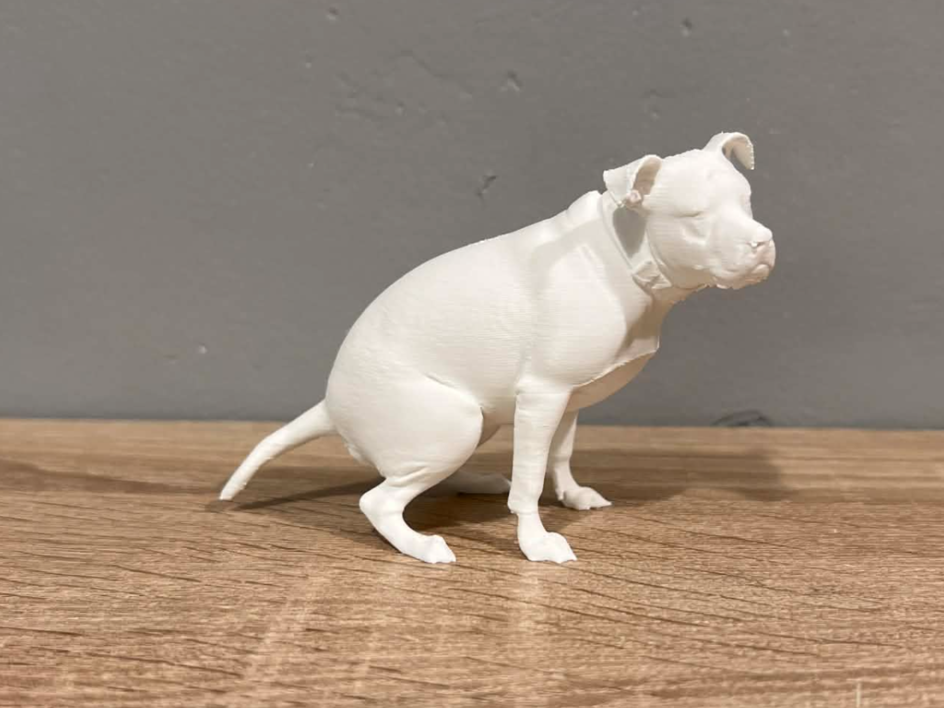 Pooping American Pitbull Terrier - Animal - Dog