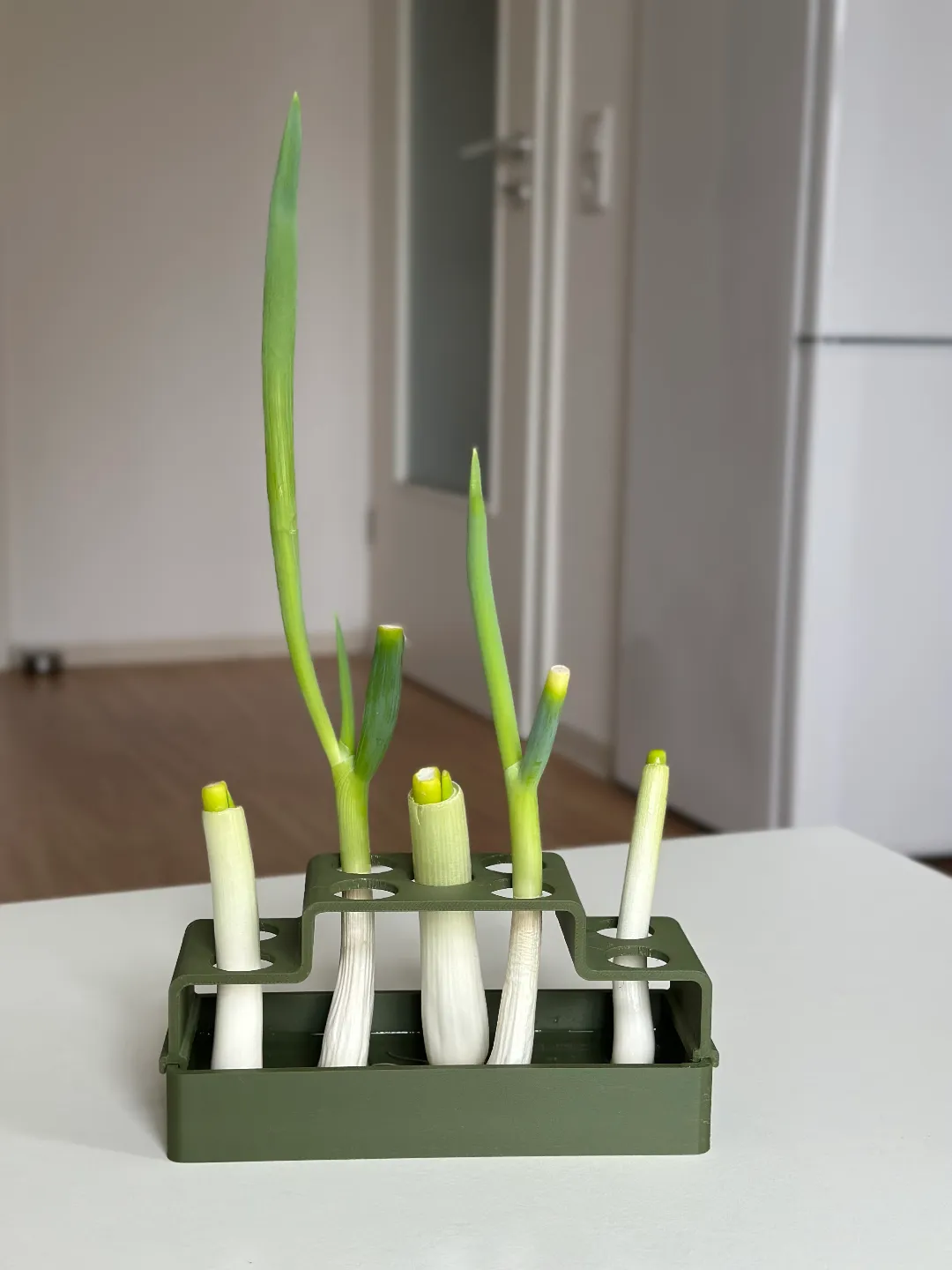 Regrow: Frühlingszwiebeln view 2