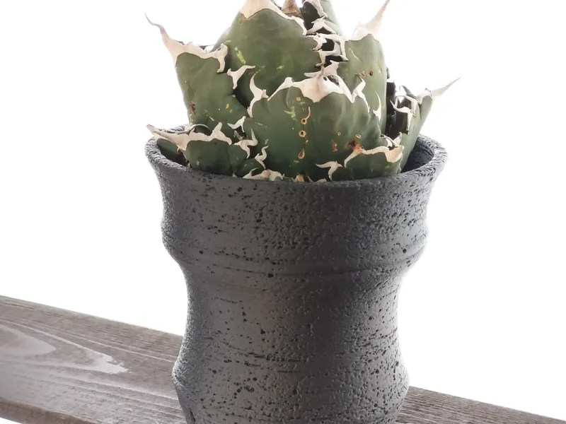 Agave Plant Vase z073 岩器 Ganki 137