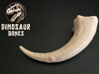 Monoceratops * Hand Claw Bone *