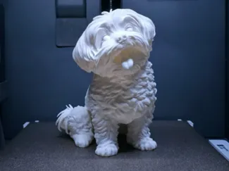 Maltese Dog
