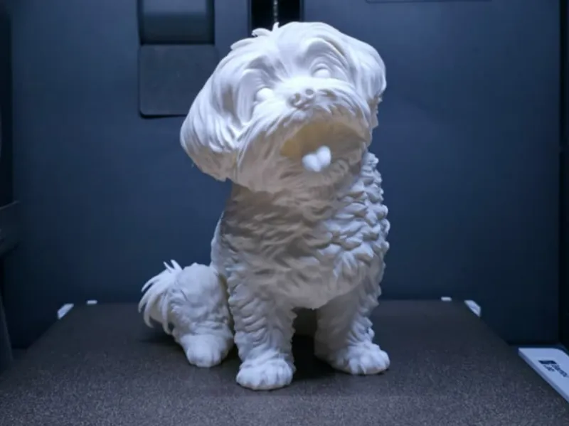 Maltese Dog