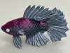 Beta Fish