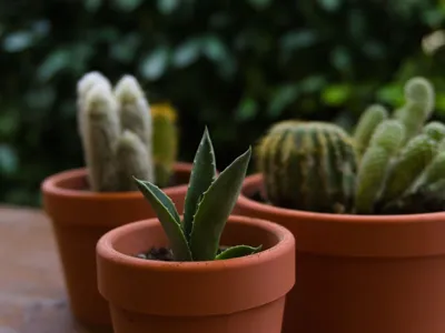 Mini Terracotta Planter Set