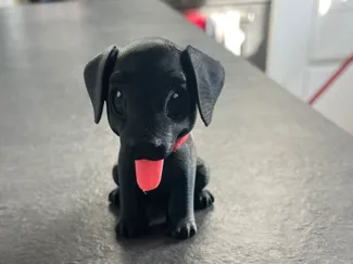 Il mio cane Hira