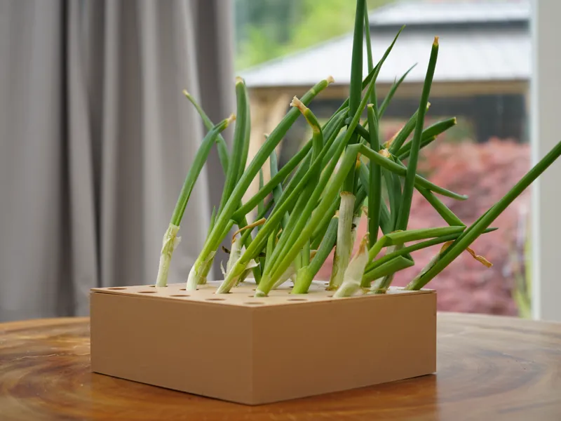 Plant Propagator Box