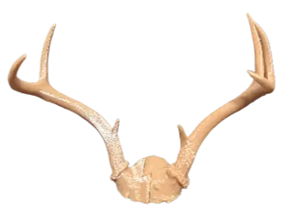 Deer Antler 7-point Whitetail Buck