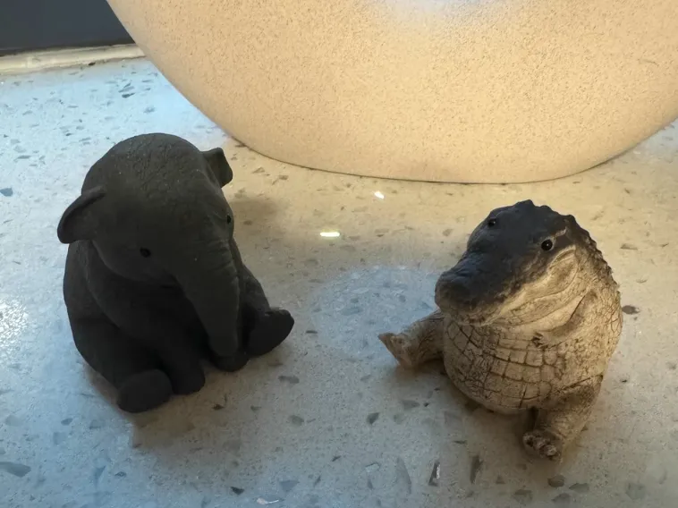 Baby crocodile