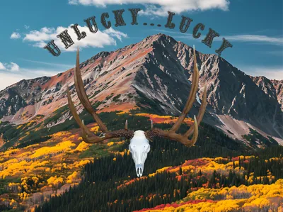 Unlucky...Lucky Mule Deer Euro Skull Mount