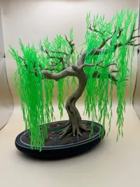 Only Willow Tree Bonsai