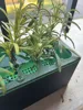 Plants multiplier