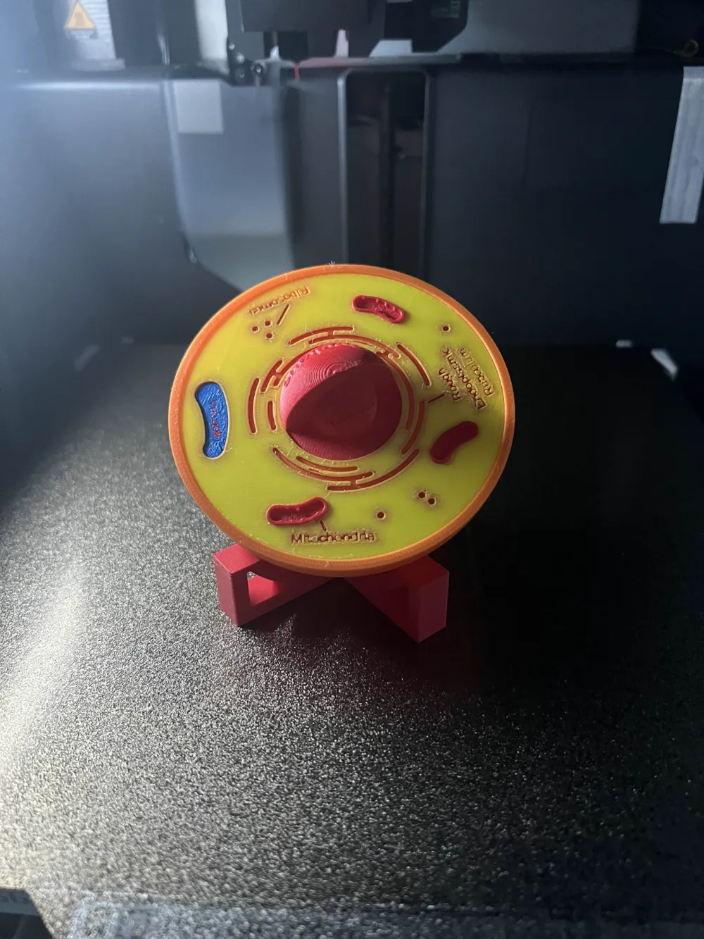 Human Cell Display model with Stand - Free 3D Print Model - MakerWorld