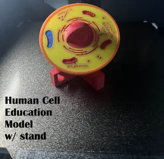 Human Cell Display model with Stand