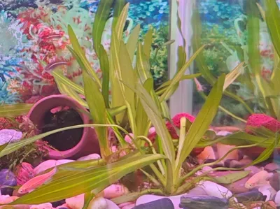 Aquatic plant pot for stream aquariums