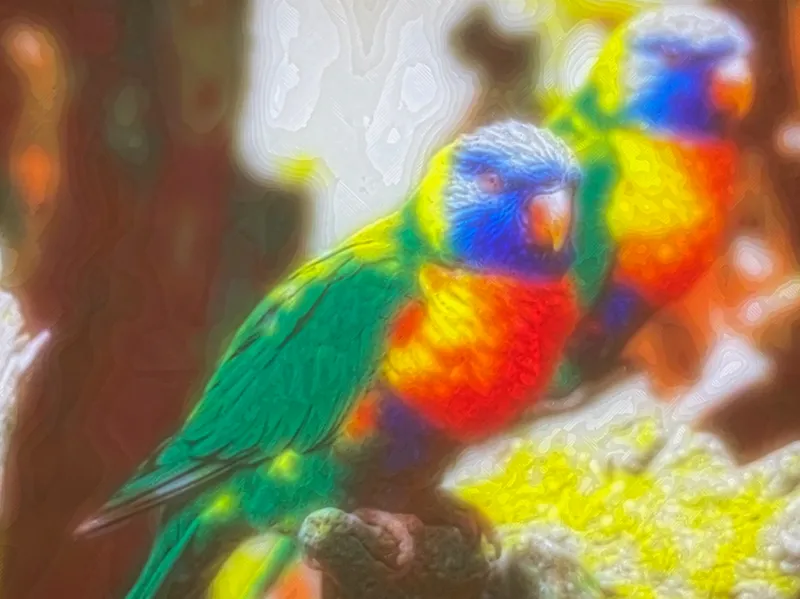 Lithophane Lorikeet - Loriquets 