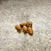 Simplified Cicada Nymph