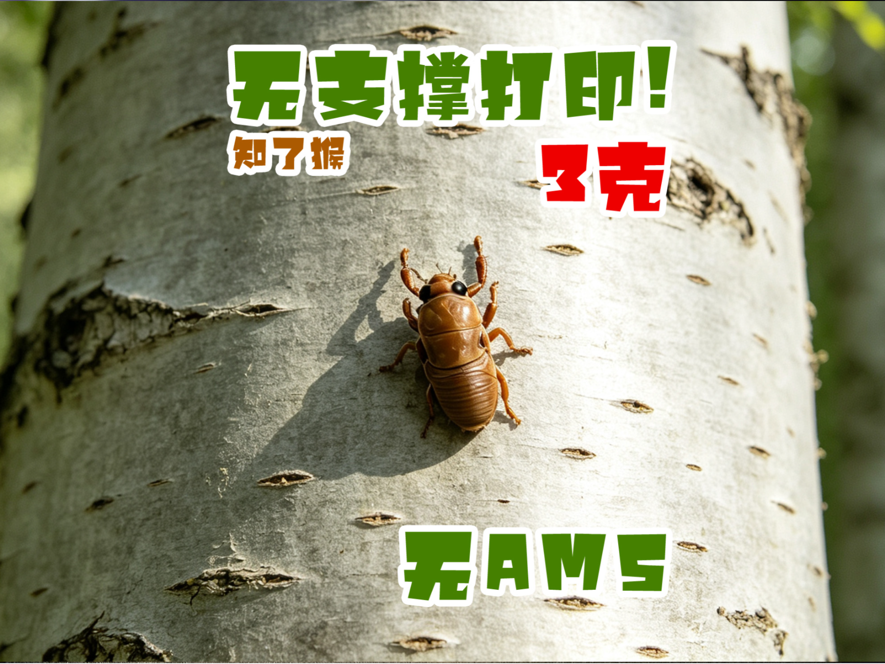 知了猴
