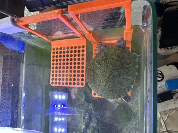 https://makerworld.bblmw.com/makerworld/model/US276ee68f8dc310/design/2024-02-26_8068e155de26e.jpg