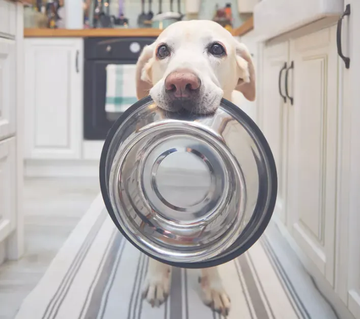 Bowl for animals