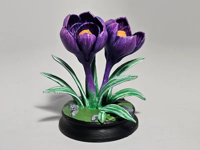 Crocus spring flower