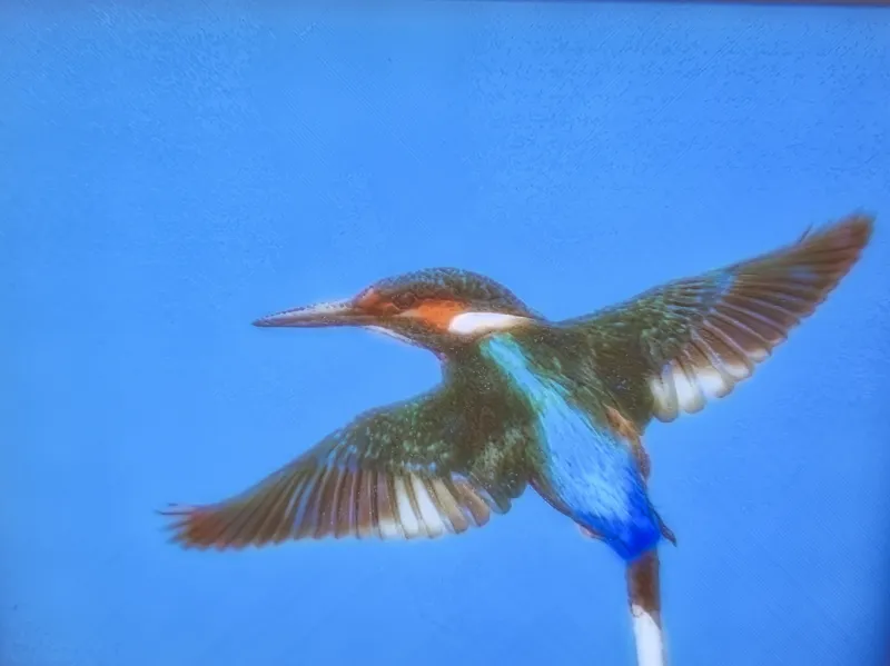 Lithophane Eisvogel