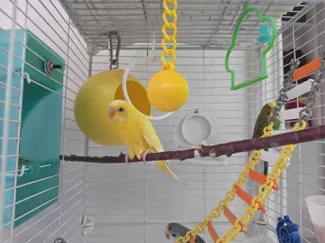 鹦鹉玩具链球