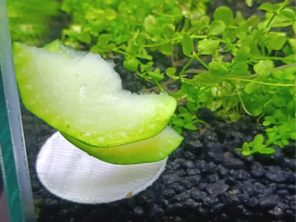 https://makerworld.bblmw.com/makerworld/model/US27a3643b46de2f/design/2025-03-25_df11250cd3879.jpg