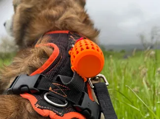 Poop / Waste Bag Holder for Dog Harness / Leash