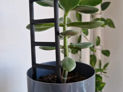Plant support for a potted plant