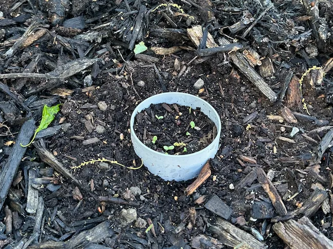 Seed Disks