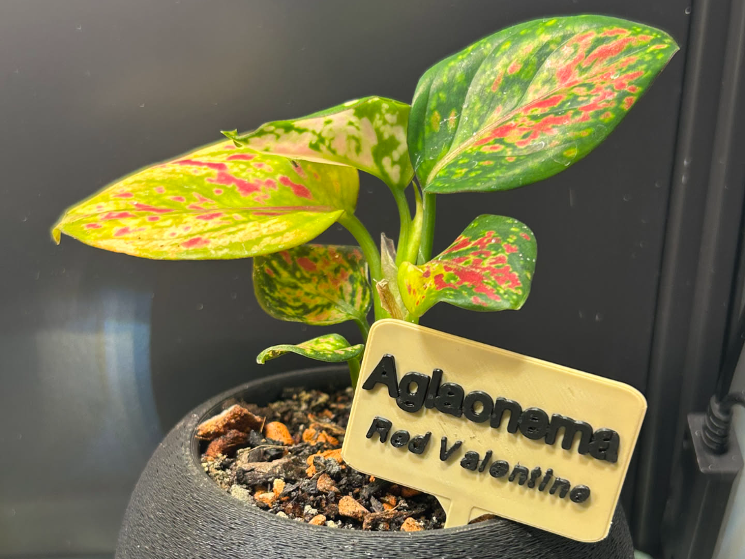 Cute Minimalist Plant Tag – Customizable Text