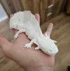 Single Color - 0.16mm layer, 2 walls, 6% infill