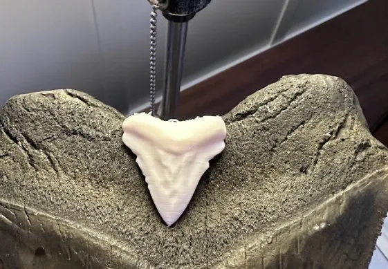 Realistic Megalodon Shark Tooth