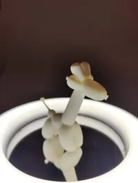 0.2mm layer, 2 walls, 10% infill